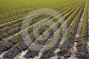 Crop garlic plantation in autumn photo