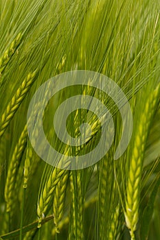 A crop of green Barley