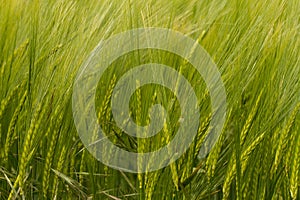 A crop of green Barley