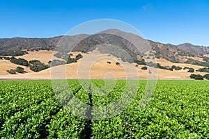 Crop in a green field with rows moving to perspective towards mountains in the Salinas Valley