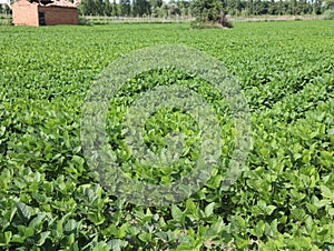 crop with green leaves and a ruin of an old farm