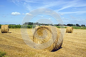 Crop harvest in a field