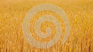 Crop harvest golden rye wheat field slight moving