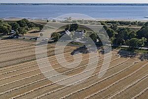 Crop harvest on a grain field at blue sky