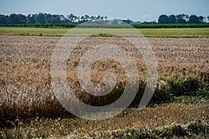 Crop harvest on a grain field at blue sky