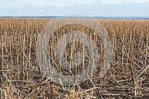 The crop is harvested, the field is dry, cut stems of plants in the farm land