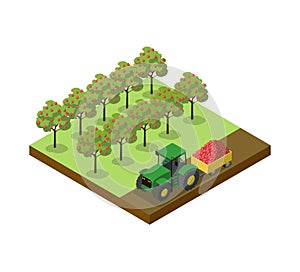Crop harvesting in orchard isometric 3D element