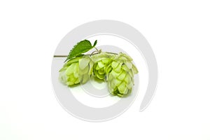 Crop of hop