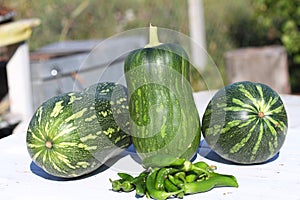 Crop of hot peppers and green pumpkins