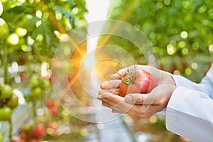 Crop image of crop scientist showing organic tomato in greenhouse with yellow lens flare