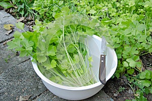 Crop and keep fresh celeries in vegetable garden