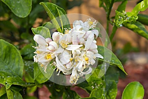 Crop Of Lemon Flowers