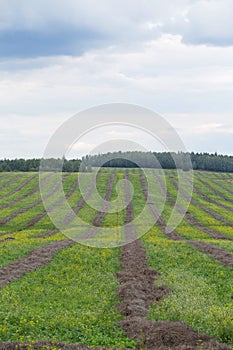 Crop mown alfalfa dried in the field on a summer day, against the sky with clouds. Vertical.