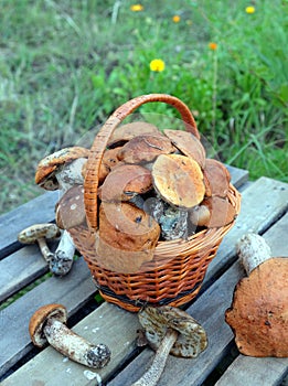 Crop of mushrooms in brown basket