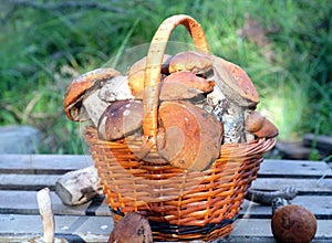 Crop of mushrooms in wooden basket