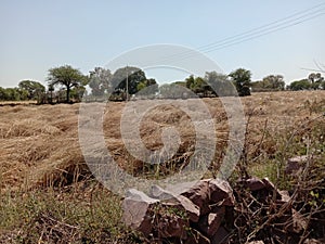 Crop mustard Plants nature flower leaf  green garden field crop trees