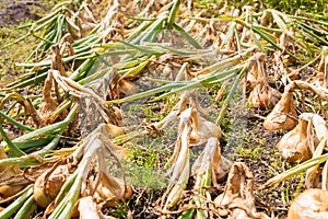 Crop of onions growing in vegetable patch. Organic local produce