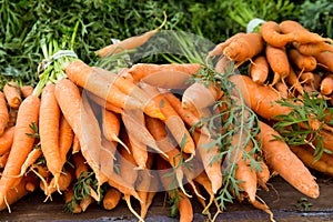 Crop of organically grown carrots on display
