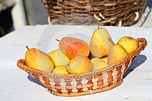 Crop of pears