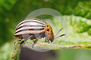 Crop pest, the Colorado potato beetle sits on the leaves of potatoes