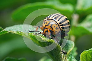 Crop pest, the Colorado potato beetle sits on the leaves of potatoes