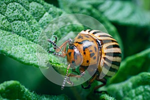 Crop pest, the Colorado potato beetle sits on the leaves of potatoes