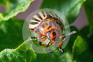 Crop pest, the Colorado potato beetle sits on the leaves of potatoes