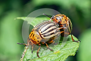 Crop pest, the Colorado potato beetle sits on the leaves of potatoes