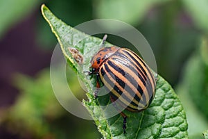 Crop pest, the Colorado potato beetle sits on the leaves of potatoes