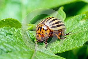 Crop pest  the Colorado potato beetle sits on the leaves of potatoes