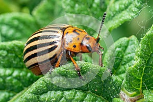 Crop pest  the Colorado potato beetle sits on the leaves of potatoes