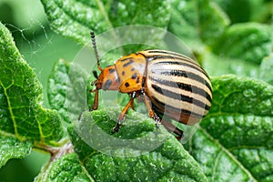 Crop pest, the Colorado potato beetle sits on the leaves of potatoes