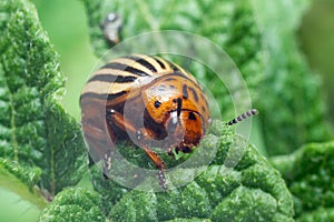 Crop pest, the Colorado potato beetle sits on the leaves of potatoes