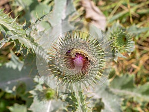 Crop pest Helicoverpa armigera moth caterpillar feeding on thistle flower in nature. Aka Cotton bollworm, Corn earworm