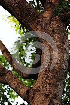 Crop portion of a tree trunk from below