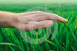 Crop protection concept, farmer's hand over young green wheat