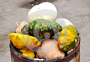 The crop of pumpkin is reaped in a wooden barrel photo