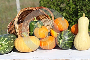 Crop of pumpkins of different grades