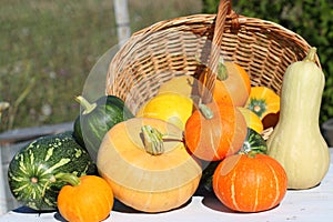 Crop of pumpkins of different grades