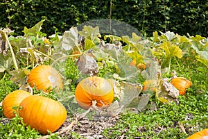 Crop of pumpkins growing in vegetable patch. Fresh organic local