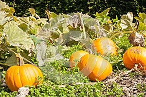 Crop of pumpkins growing in vegetable patch. Organic local produce concept. Low angle.