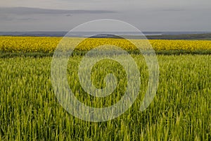 Crop and rapeseed fields