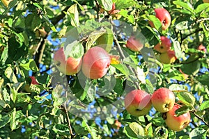 Crop of red apples on an apple-tree