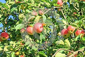 Crop of red apples on an apple-tree