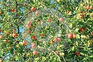 Crop of red apples on an apple-tree