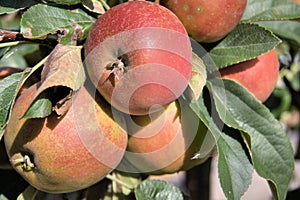 A Crop of Red Apples and Green Foliage