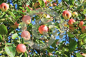 Crop of red ripe apples on an apple-tree in garden