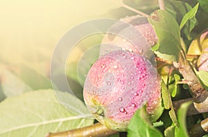 crop of red ripe apples on an apple-tree in garden. harvesting fruits apples in orchard, Space for text