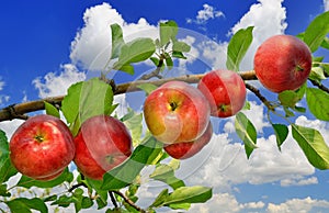 Crop of ripe, red apples ripen on a branch of an apple tree photo