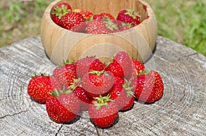 Crop of ripe strawberries on an old stump in the garden close-up